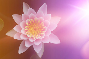 Lotus flowers in pastel colors sweet background