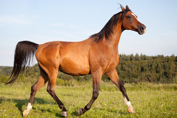 arab horse running free in meadow