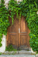 Ancient wooden door with green plants