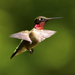 Fototapeta premium Dorosły samiec kolibra rubinowłosego w locie