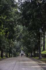 holding hands walking down the tree lined path