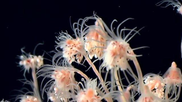Tubulariae bell Hydroid jellyfish underwater on black background of White Sea. Unique video close up. Predators of marine life in clean clear pure and transparent water in search of food.
