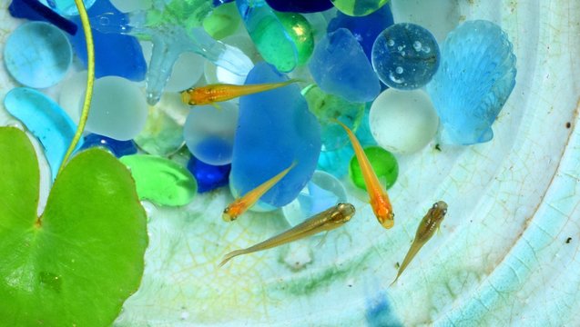 メダカ の画像 2 321 件の Stock 写真 ベクターおよびビデオ Adobe Stock