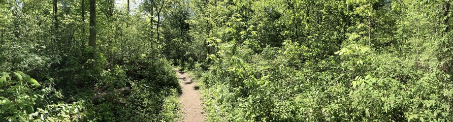 Path in the Woods