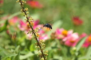 ナミルリモンハナバチ