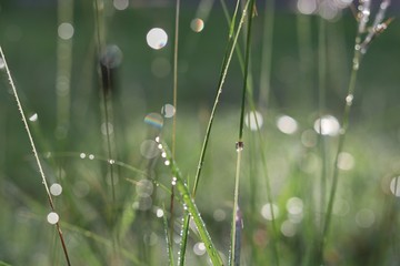 Dew on grass with sunrise in morning day