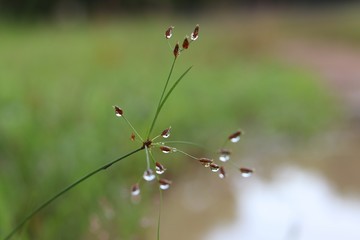 Dew on grass flowers freshness in nature background