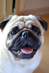 Herus the pug cute face