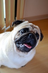 Herus the pug funny face 2