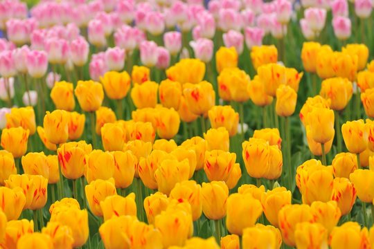 チュウリップ のストック写真 ロイヤリティフリーの画像 ベクター イラスト Adobe Stock