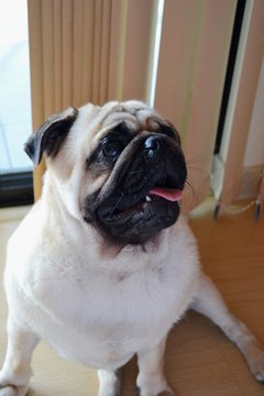 Herus the pug distrait