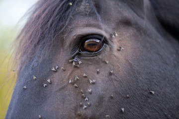 Fototapeta premium Horse with lots of fly in face
