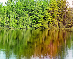 Fototapeta na wymiar Tall Evergreen trees reflecting on beautiful calm lake waters