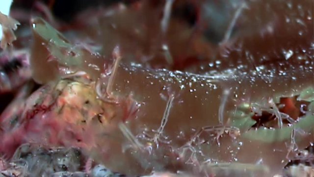 Skeleton sea goat Caprella underwater on seabed of White Sea. Unique macro video close up. Caprellidae of marine life on background of pure and transparent water. Relax.