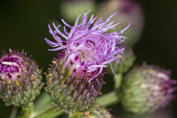 Purple flower of swamp thistle in South Windsor, Connecticut.