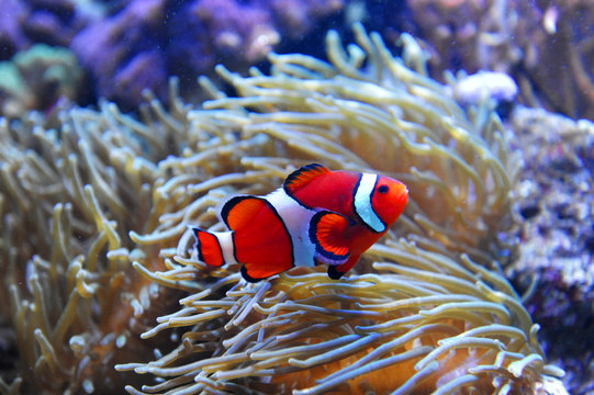 red clown fish in the coral reef