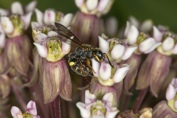 Yellow spotted wasp on milkweed flowers in South Windsor, Connecticut.