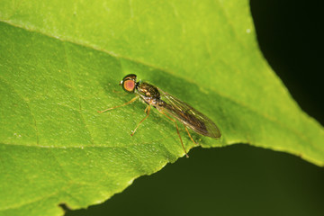 Soldier fly resembles a wasp on a leaf in Connecticut.