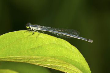 Bluet damselfly perched on a leaf in South Windsor, Connecticut.