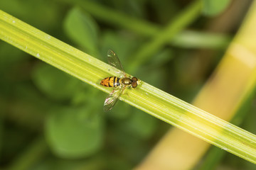 Hoverfly perched on a leaf in South Windsor, Connecticut.