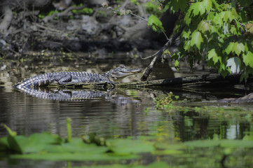 Alligator in the Wild