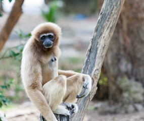 White handed Gibbon sitting alone on the wood in forest Khao Yai ,Thailand