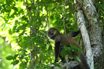 Naklejka na ściany i meble A young spider monkey - wildlife outdoor sitting on tree branch with green leaves looking away - natural background