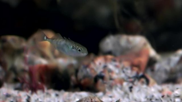 Unusual and unique life of fish under water on seabed of White Sea. Dramaturgy pic macro video close up. Marine life on background of pure clear clean water.