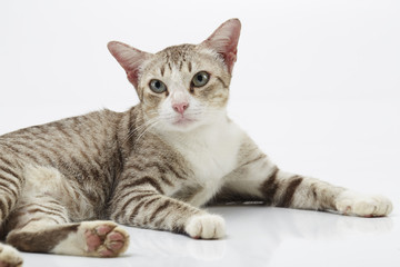 Bengal cat on a white Background