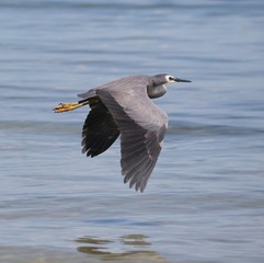 bird in flight