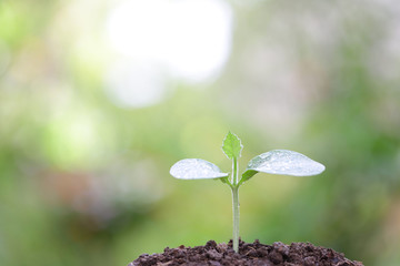 Growing plant