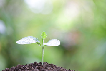 Growing plant