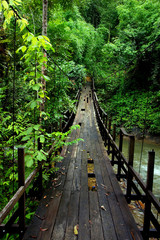 bridge in rainforest - obrazy, fototapety, plakaty