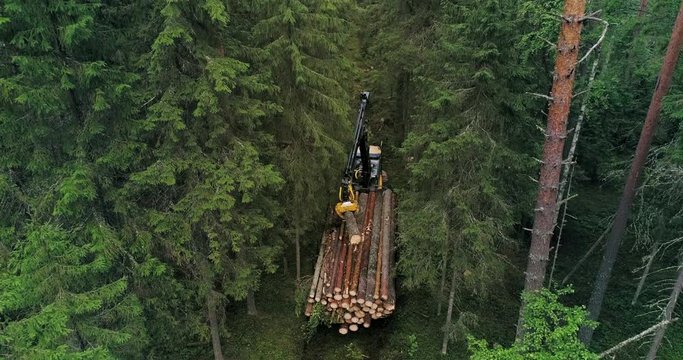 Timber collecting machine is driving through the forest