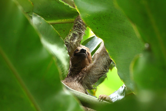 Sloth in the Jungle of Central America