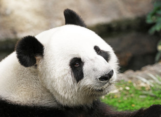 Fototapeta premium Giant Panda Face Shot, side profile, looking back at camera. China