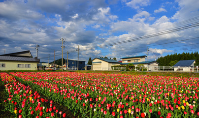 Tulip flowers on the field in Tohoku, Japan