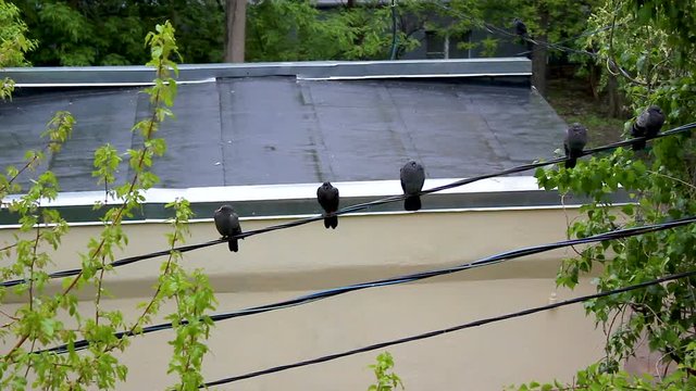 Pigeons sit on a cable in the rain against a wet roof background