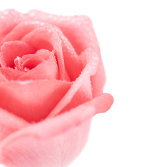 Close-up image of beautiful pink rose flower with droplet isolate on white background. Valentine day, love and wedding concept. Copy space. Selective and soft focus