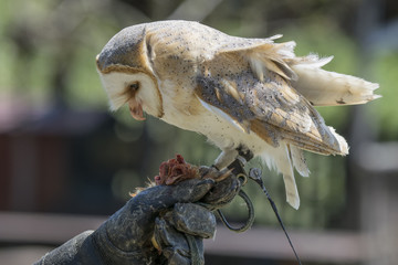 The old art of falconry