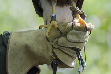 The old art of falconry