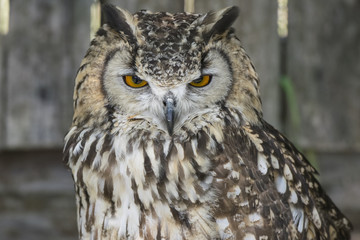 The old art of falconry