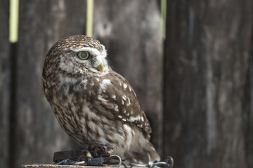 The old art of falconry