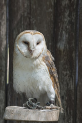 The old art of falconry