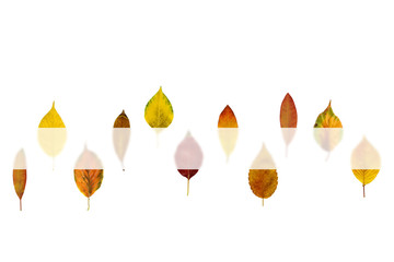 横に並ぶ色々な枯葉
