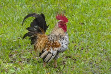 Rooster or chicken (Male)