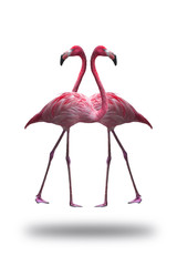 Obraz premium colorful of flamingo isolated on white background