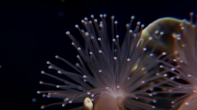 Lucernaria quadricornis underwater in White Sea. Unique dramaturgy pic macro video close up. Marine life on black background of pure and transparent water. Relax.