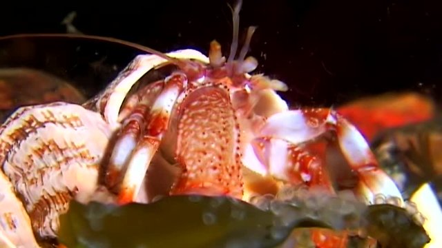 Pagurian underwater in search of food on seabed of White Sea Russia. Unique dramaturgy pic macro video close up. Predators of marine life on background of pure clear clean water stones.