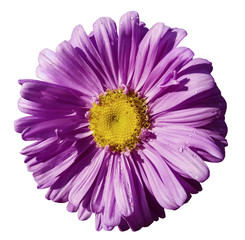 Flower purple Chamomile on white isolated background with clipping path. Daisy violet-yellow with droplets of water for design.  Closeup. Nature.